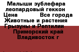 Малыши эублефара ( леопардовый геккон) › Цена ­ 1 500 - Все города Животные и растения » Грызуны и Рептилии   . Приморский край,Владивосток г.